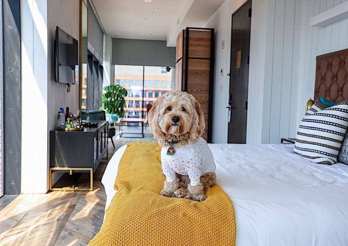 Pet friendly hotels luxury accommodation cats bed