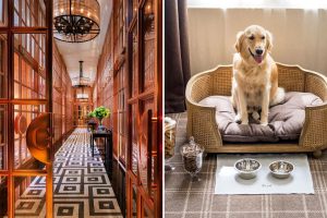 Rosewood retriever resident pearl